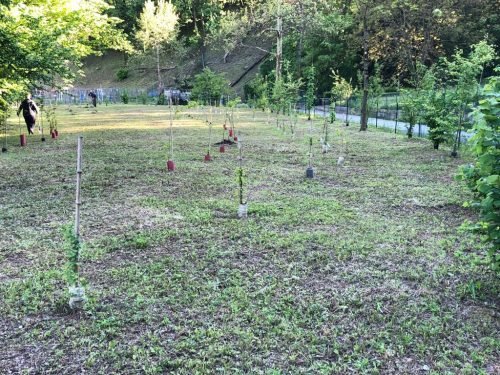 10.05.2019-7a-festa-dellalbero-9