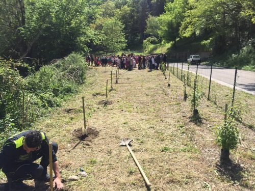 5a-festa-dell-albero-caprino-bergamasco-1