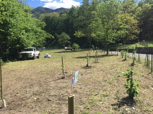 5a-festa-dell-albero-caprino-bergamasco-2