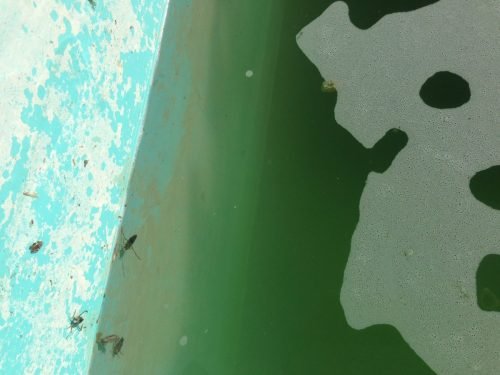 campagna-aib-5-terre-22-1