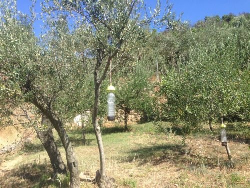 campagna-aib-5-terre-39