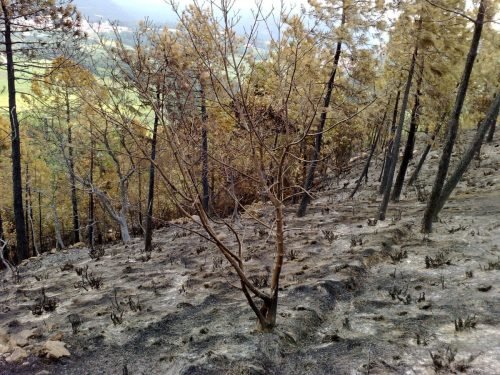 campo-estivo-aib-ad-arenzano-ge-17-24-luglio-2010-28