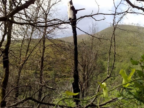 campo-estivo-aib-ad-arenzano-ge-17-24-luglio-2010-31-1