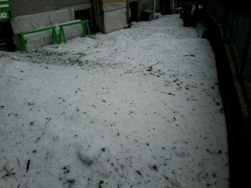 grandinata-a-caprino-bg.sco-15-08-2014-9