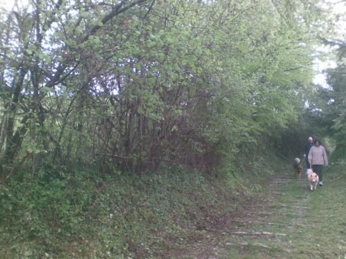 pulizia-sentieri-caprino-bergamasco-24-04-2010-2