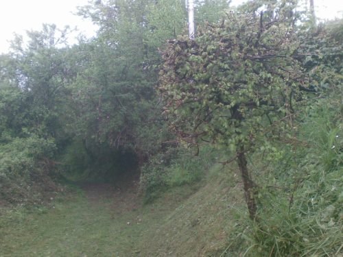 pulizia-sentieri-caprino-bergamasco-24-04-2010-5-1