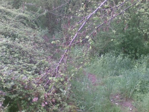 pulizia-sentieri-caprino-bergamasco-24-04-2010-9-1